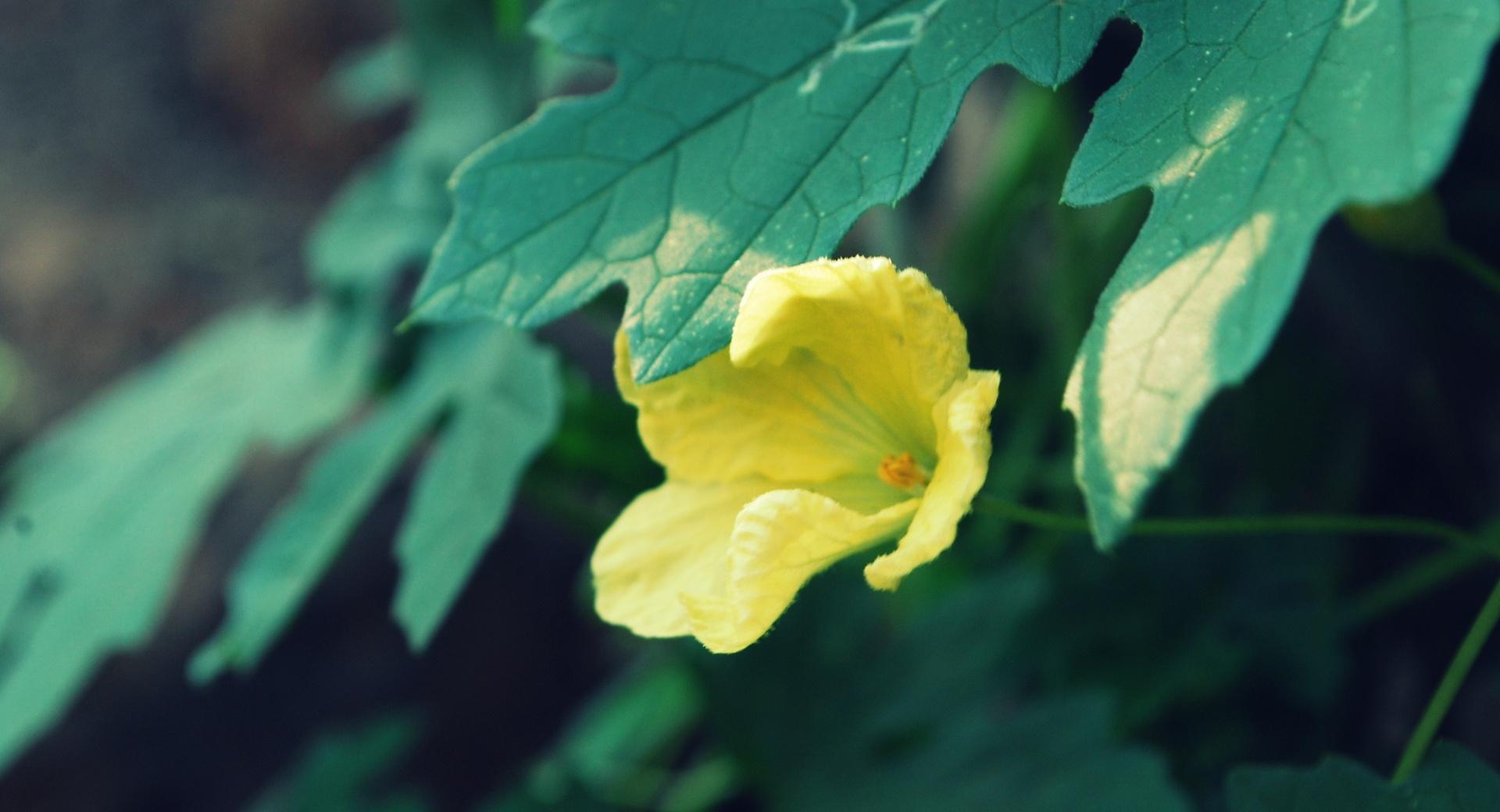 Yellow Flower and Green Leaves at 640 x 1136 iPhone 5 size wallpapers HD quality
