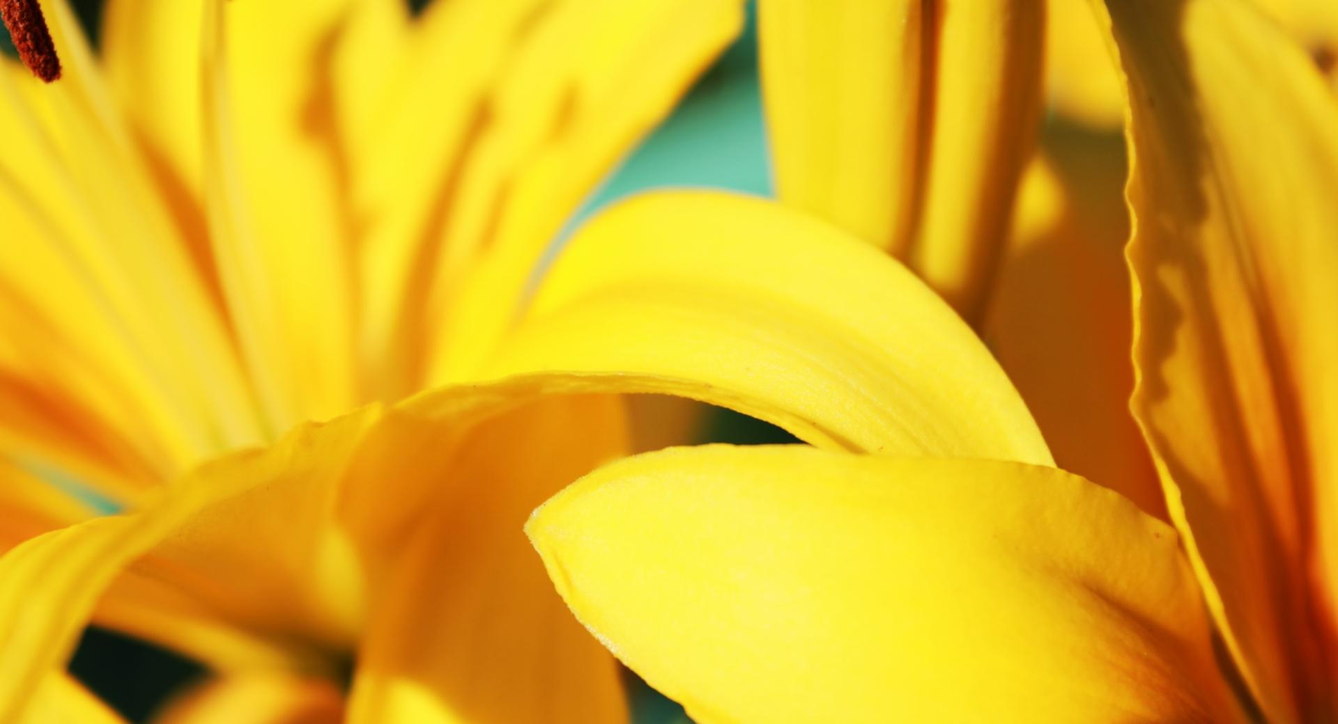 Yellow Lilies wallpapers HD quality