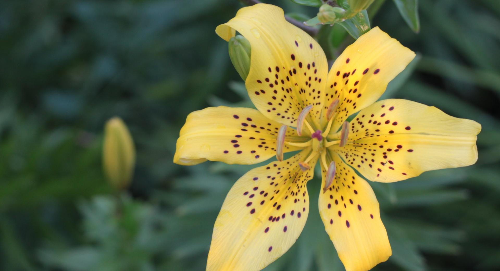 Yellow lily wallpapers HD quality