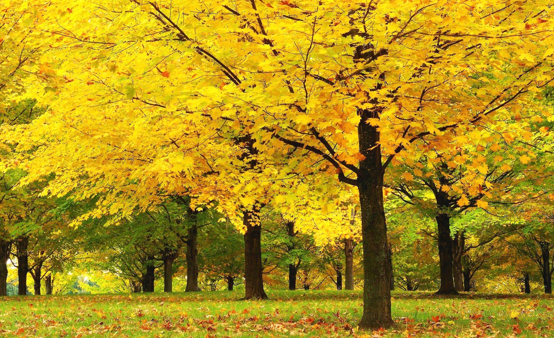 Yellow trees wallpapers HD quality