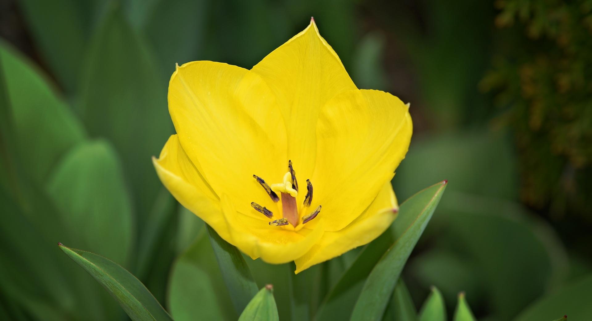 Yellow Tulip at 2048 x 2048 iPad size wallpapers HD quality