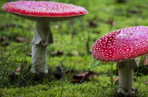 Amanita Muscaria Fly Agaric Mushrooms