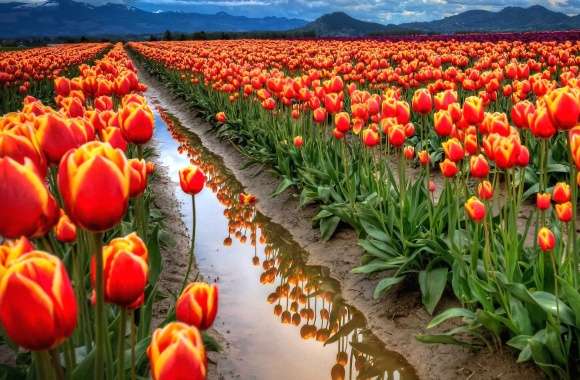 Amazing tulips field