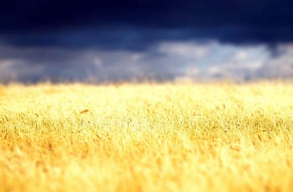 Beautiful Crop Field