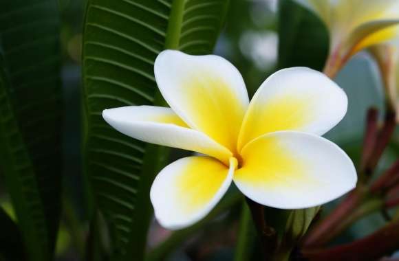 Beautiful Frangipani