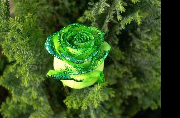 beautiful green rose