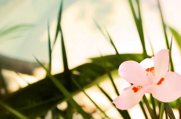 Beautiful Pink Flower