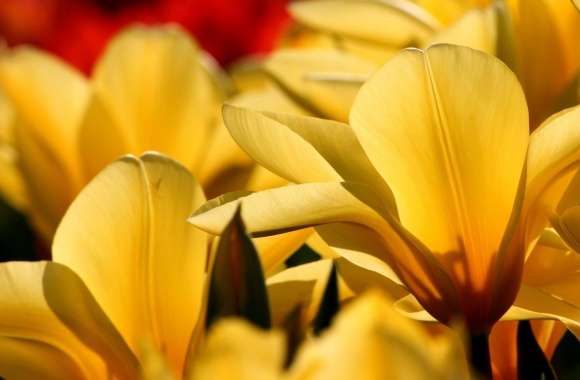 Beautiful Tulips. yellow and red