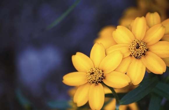 Beautiful Yellow Flowers