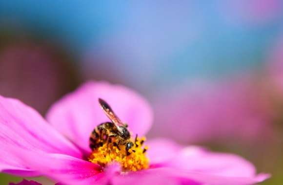 Bee On A Cosmos Flower