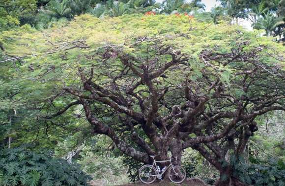 Bicycle Under a Tree