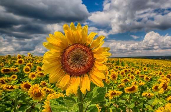 Big Sunflower In The Field