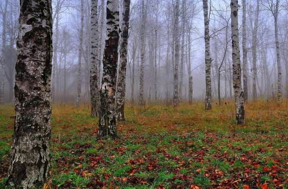 Birch forest in the fog