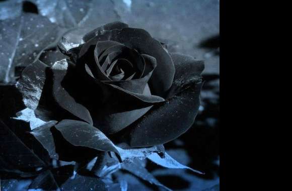 Black Rose wallpapers hd quality