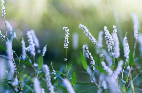 Blue Field Flowers