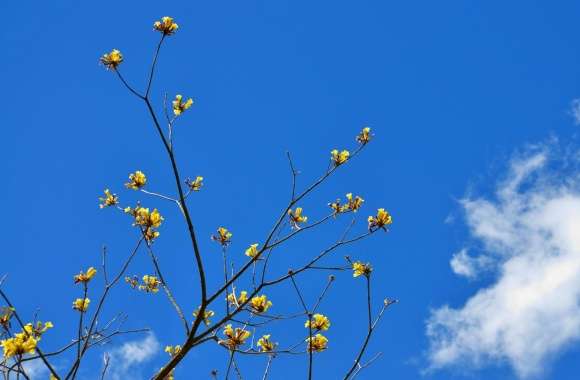 Blue Sky and Yellow Flowers