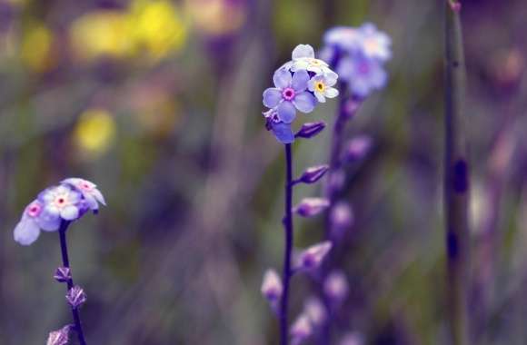 Blue Small Flowers, Bokeh