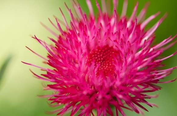 Cirsium Japonicum Flower Macro