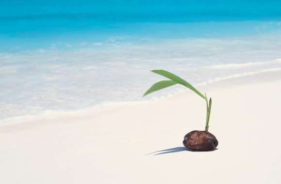 Coconut Seedling