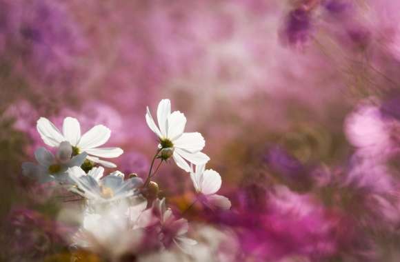 Cosmos Flowers