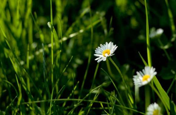 Daisies And Green Grass wallpapers hd quality