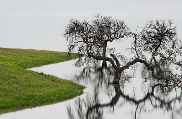 Dead Tree In Water