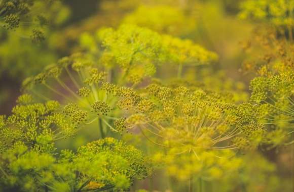 Dill Flowers wallpapers hd quality
