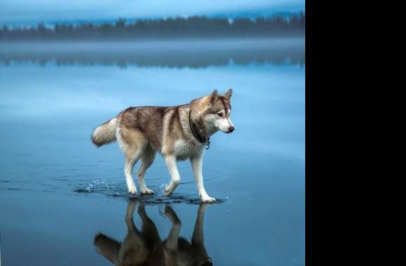 Dog walking on water