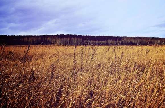 Dry Field, Summer