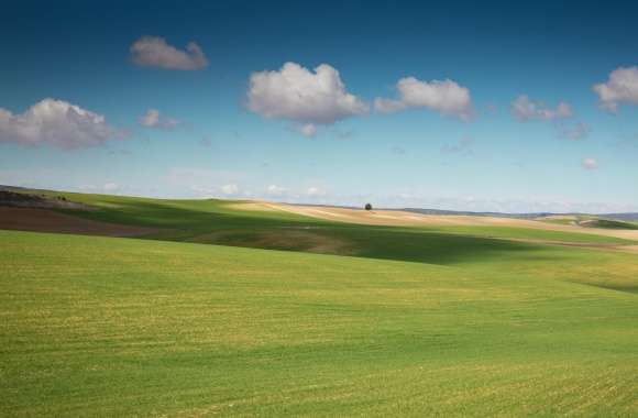 Field Landscape