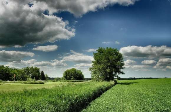 Field Tree Cloud Blue Sky