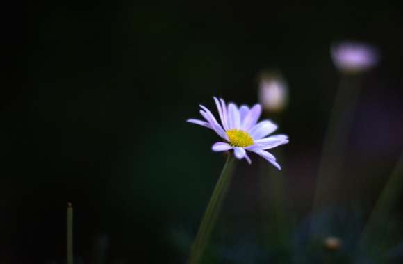 Flower At Night