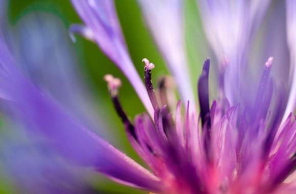 Flower Petals Summer Beauty