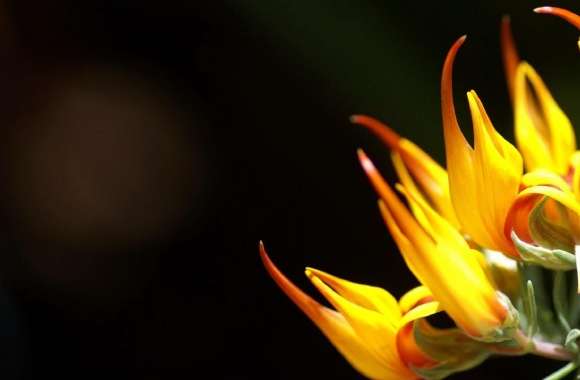 Flowers Close Up