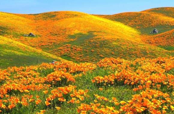 Flowers hills