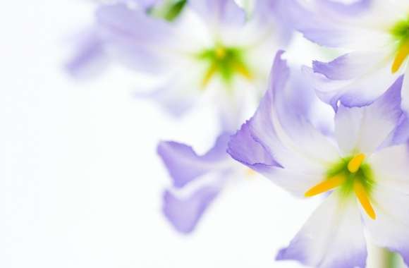 Flowers On White Background wallpapers hd quality