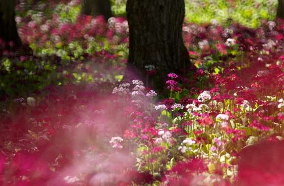 Forest Flowers