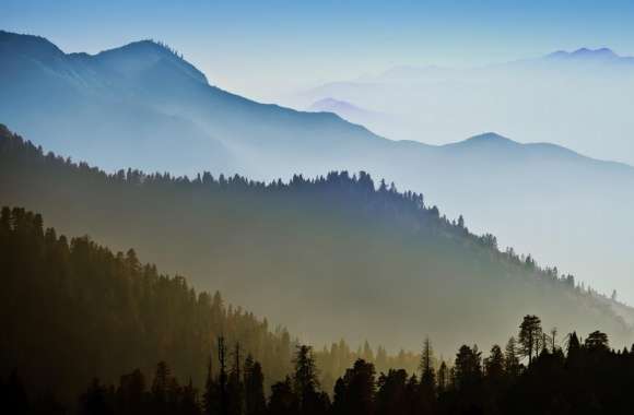 Forest in Morning