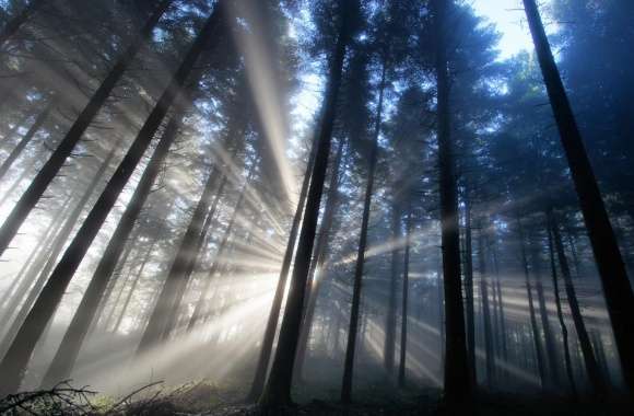 Forest Light Rays