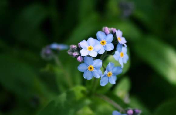 Forget-me-not Flower