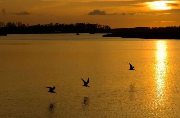 Golden Sunset Lake
