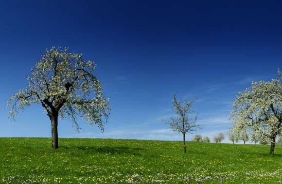 Green Field