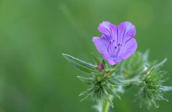 Green Flower