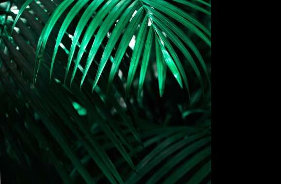 Green Palm