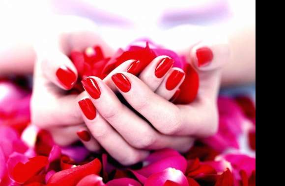 hands and rose petals