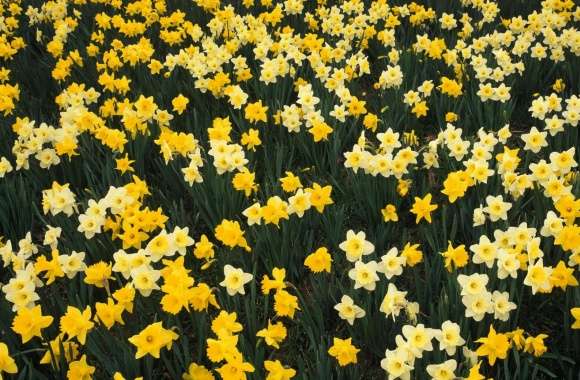 Hillside Of Daffodils Louisville Kentucky