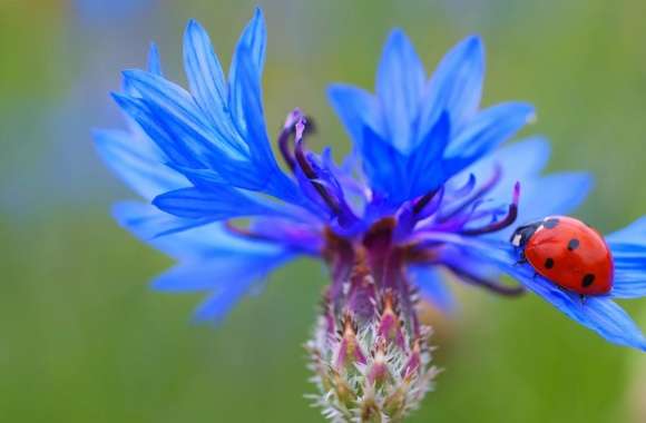Ladybug On A Blue Cornflower Plant