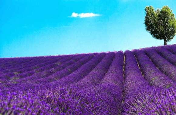 lavander field wallpapers hd quality