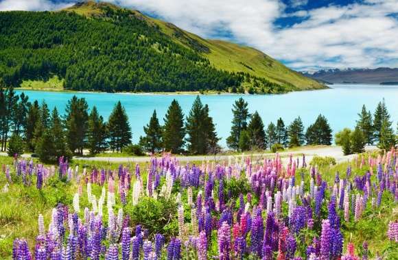 Lavender, Mountains