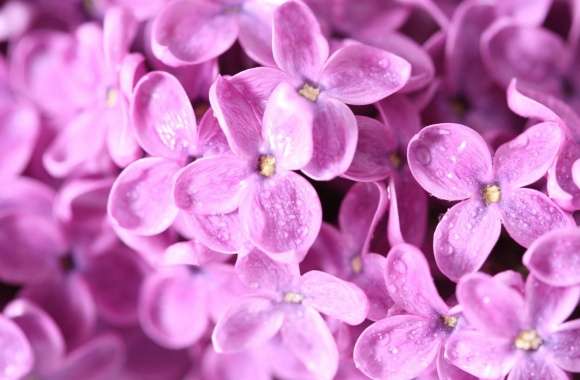 Lilac Flowers Macro